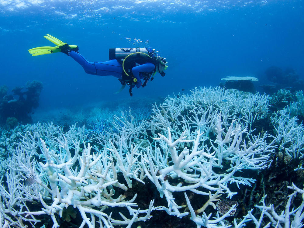 Australia's Great Barrier Reef has experienced four mass bleaching events in the last seven years, like this one in 2017. Scientists warn repeated bleaching makes it tough for corals to recover.