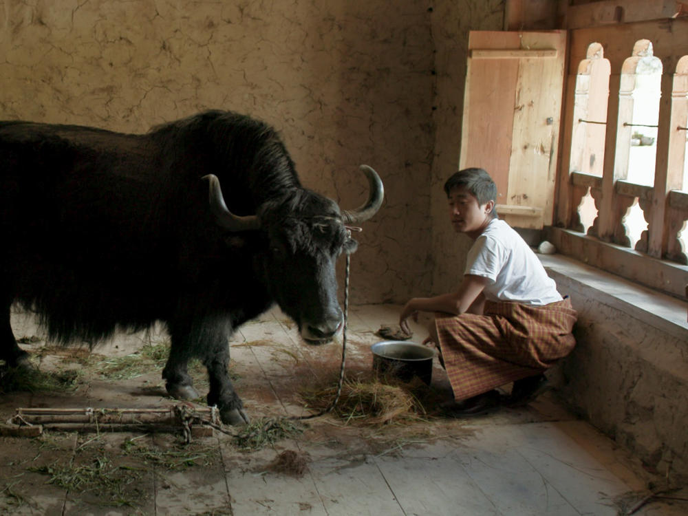 A villager brings a yak into the classroom so the new teacher will understand how important the animals are to the village of nomadic yak herders. Yak dung is important too — used to warm homes.