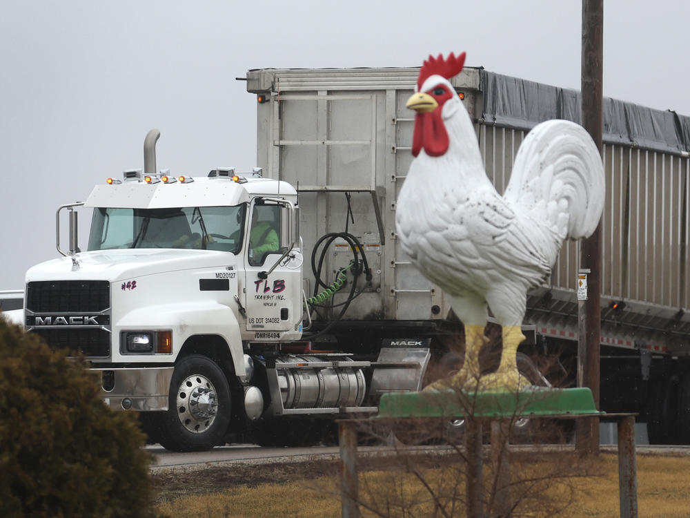 A truck drives out of a Wisconsin farm on Thursday where avian flu was detected, forcing the commercial egg producer to destroy more than 2.7 million chickens.