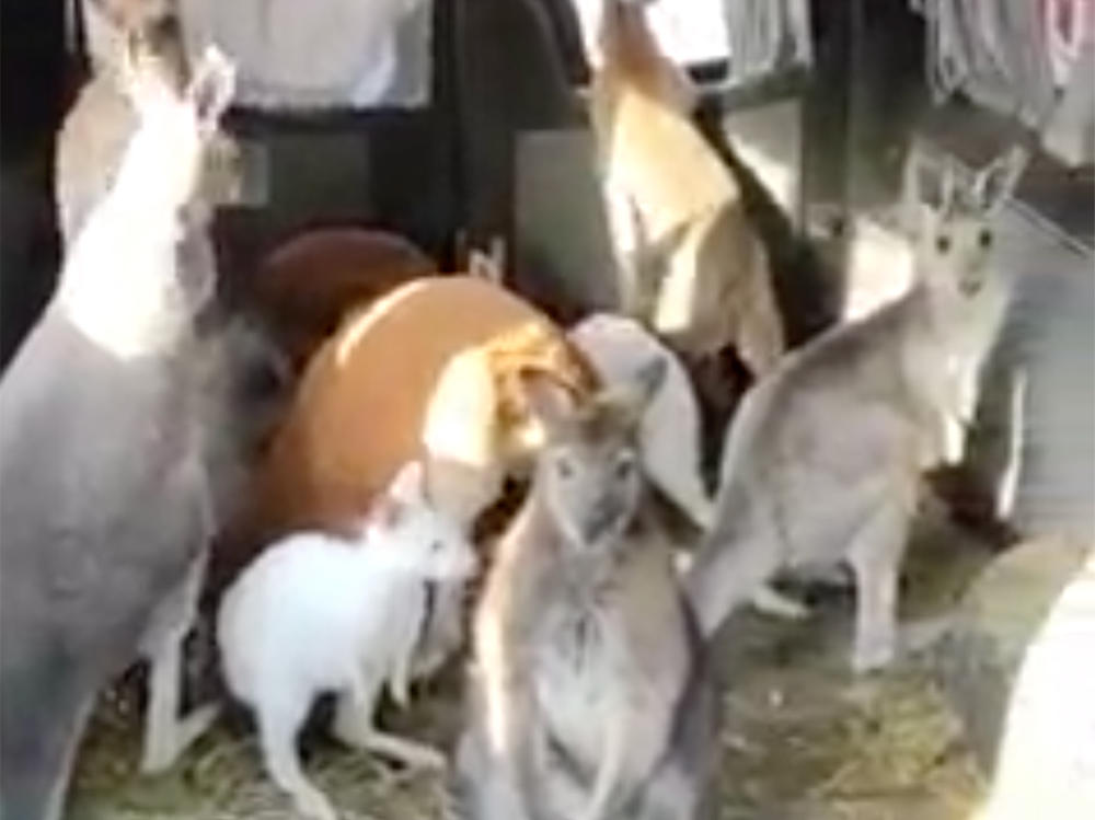 Video from the Feldman Ecopark's Facebook page shows a man driving a van full of marsupials. It took off on social media, drawing attention to the Kharkiv zoo's war casualties and mission to evacuate its animals to safety.