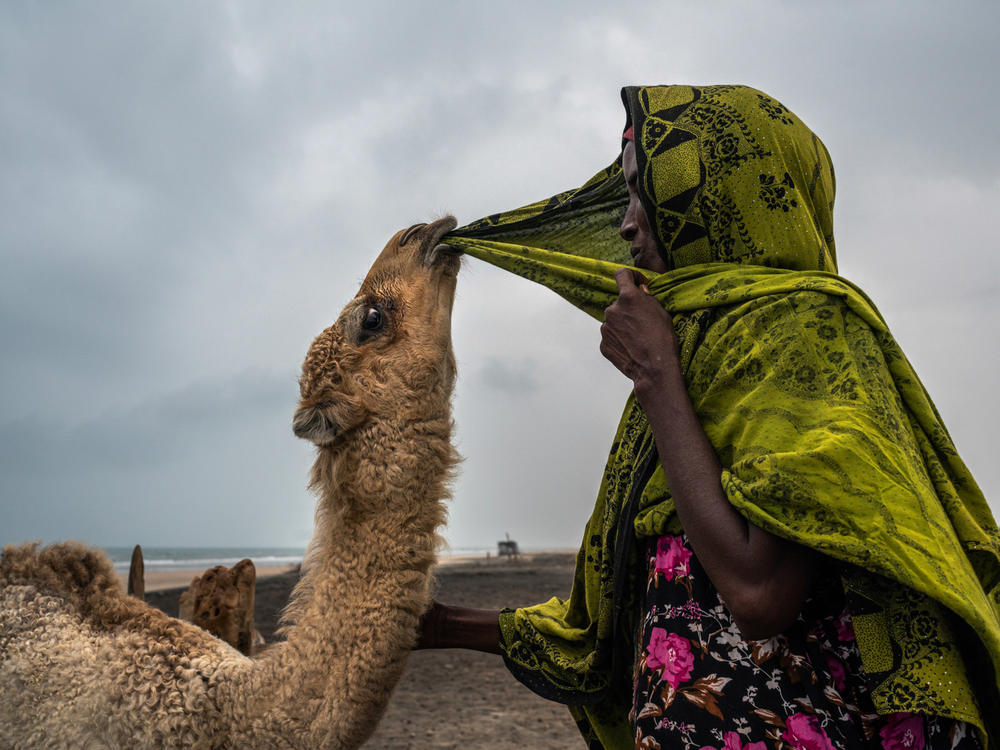 Baarud, a 5-month-old camel, playfully pulls at Aadar Mohamed's hijab in the village of Hiijinle, outside of Lughaya in northwest Somaliland on Dec. 10, 2019.