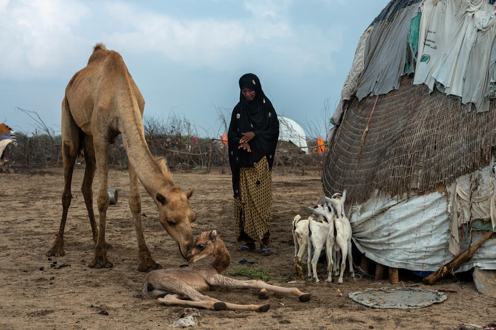 A camel touches noses with her 10-day-old infant beside Nimao Jaama and her family's goats in the Hiijinle village outside Lughaya in northwest Somaliland on Dec. 11, 2019.