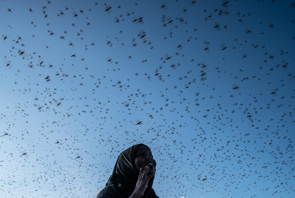 A swarm of locusts fly across the Burao Airport's Camp for Internally Displaced People outside Burao, Somaliland, on Dec. 15, 2019.