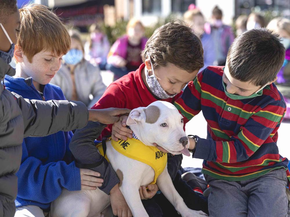 Students meet Snow, the pitbull.