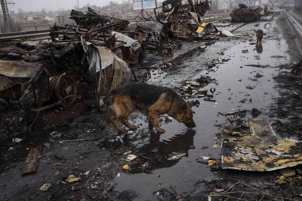 A dog drinks water next to destroyed Russian armored vehicles in Bucha.