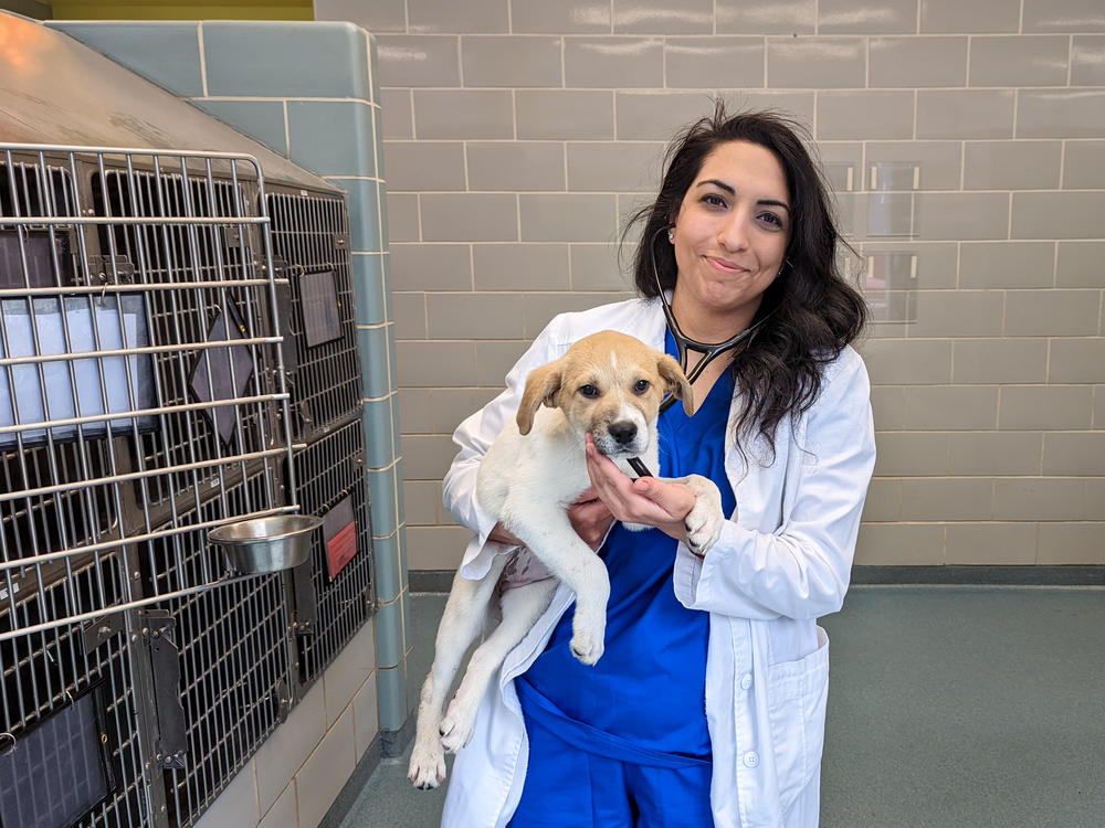 The Veterinary Mental Health Initiative, which offers free support groups and one-on-one help to vets across the country, has helped Razyeeh Mazaheri work through the anxiety she was feeling.