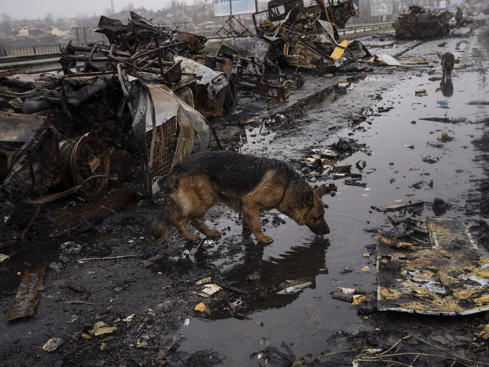 Shelter animals are also suffering the consequences of the war in Ukraine. This week, volunteers at a shelter outside Kyiv, the capital, found more than 250 malnourished dogs that had survived weeks without food or water but also more than 300 that had starved to death.