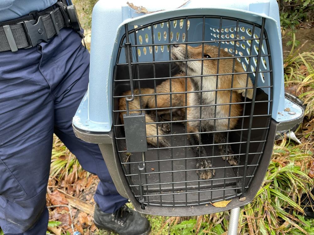 Animal control has caught what the U.S. Capitol Police believes is the fox responsible for biting people near the Capitol.