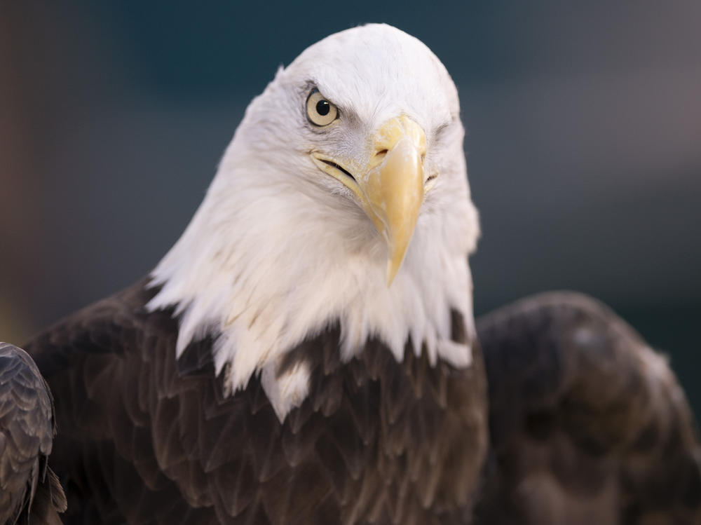 A bald eagle is shown in 2020 in Philadelphia. NextEra Energy subsidiary ESI Energy was sentenced to probation and ordered to pay more than $8 million in fines and restitution after at least 150 eagles were killed over the past decade at its wind farms in eight states.