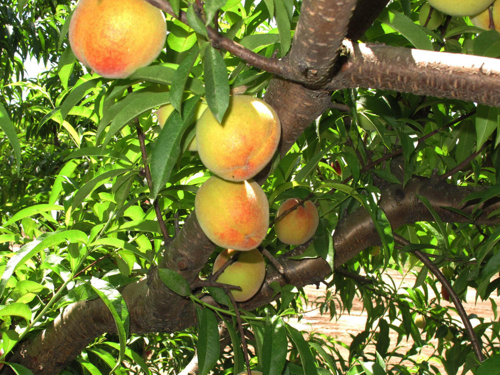 Peaches ripen on a branch at Chappell Farms orchard in Kline, S.C., in July 2013.