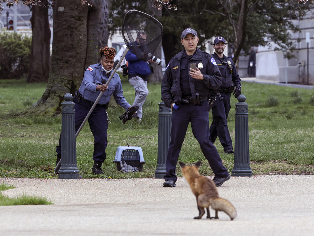 Capitol Hill police officers and an officer with the Humane Rescue Alliance's animal control division attempt to trap a fox on the grounds of the U.S. Capitol on Tuesday. The fox was ultimately captured, euthanized and confirmed positive for rabies. The fox's kits were also humanely euthanized after it was determined they could have been exposed and could no longer be safely rehabilitated.