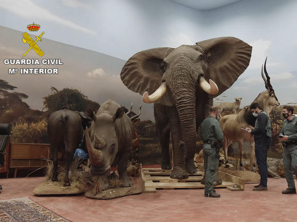An elephant in the collection.