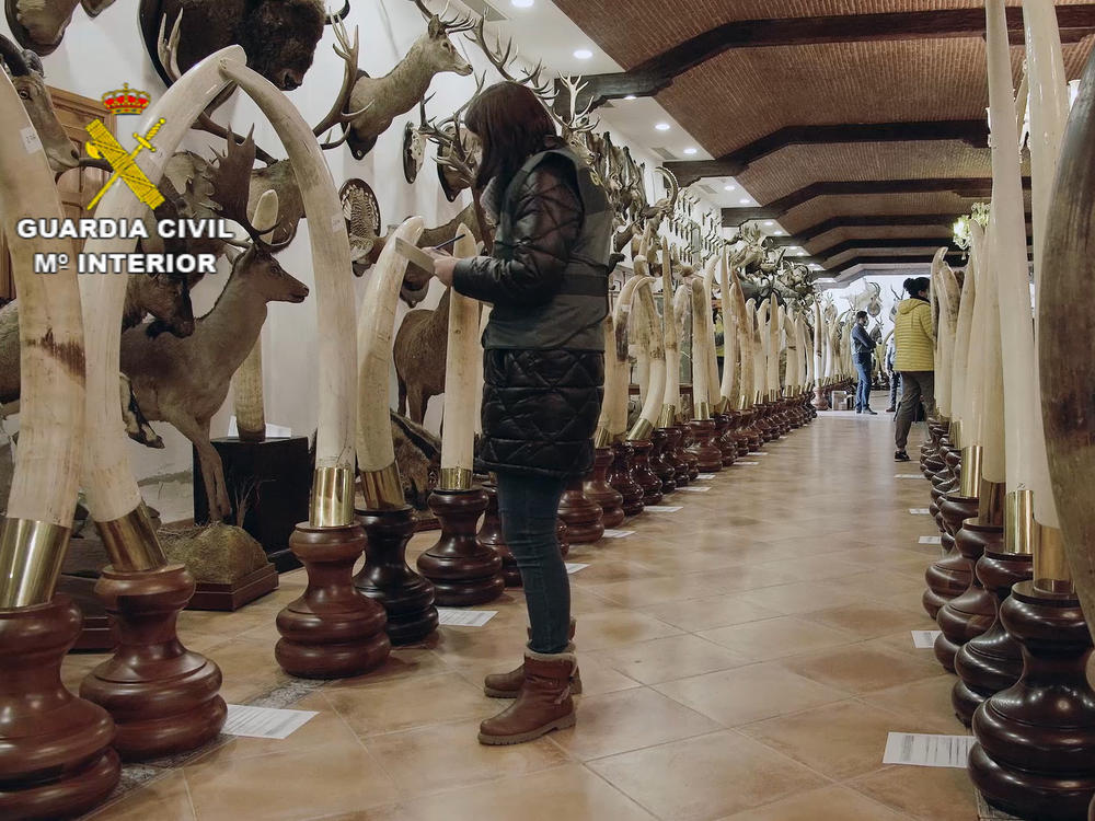 Ivory elephant tusks in the collection.