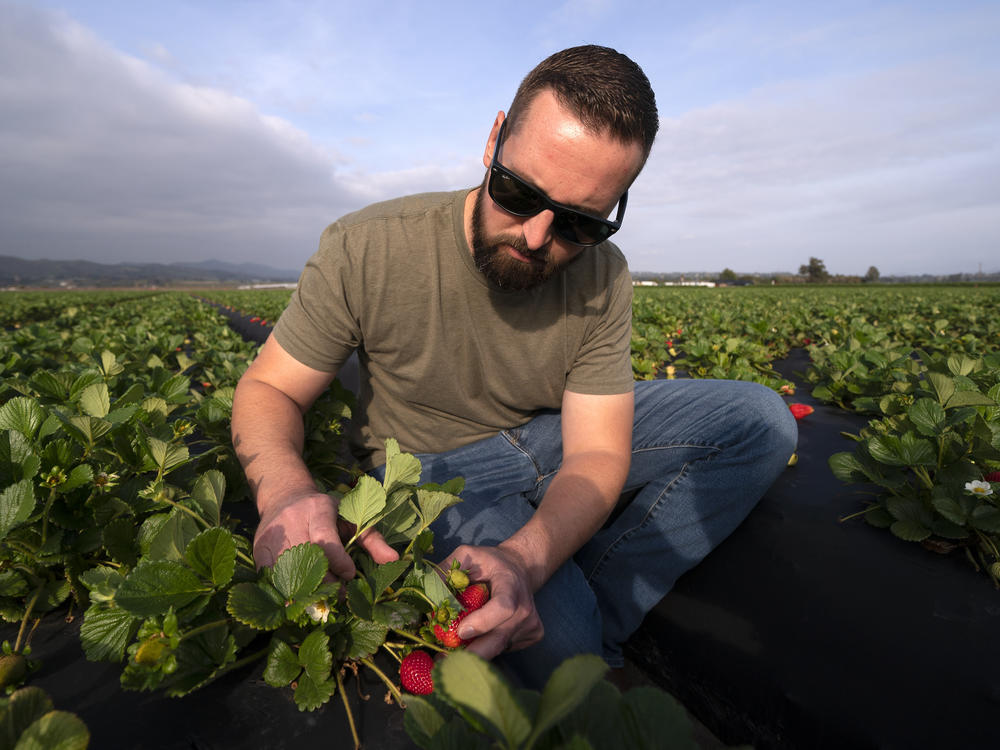 William Terry, of Terry Farms, looks at strawberries at his farm Thursday, March 31, 2022, in Oxnard, Calif. Terry Farms, which grows produce on 2,100 acres largely, has seen prices of some fertilizer formulations double; others are up 20%.