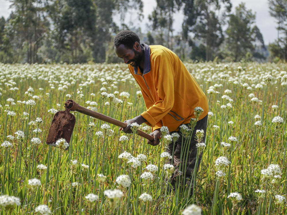 Farmer Charles Gachie removes weeds with a hoe at a flower plantation in Kiambu, near Nairobi, in Kenya Thursday, March 31, 2022.