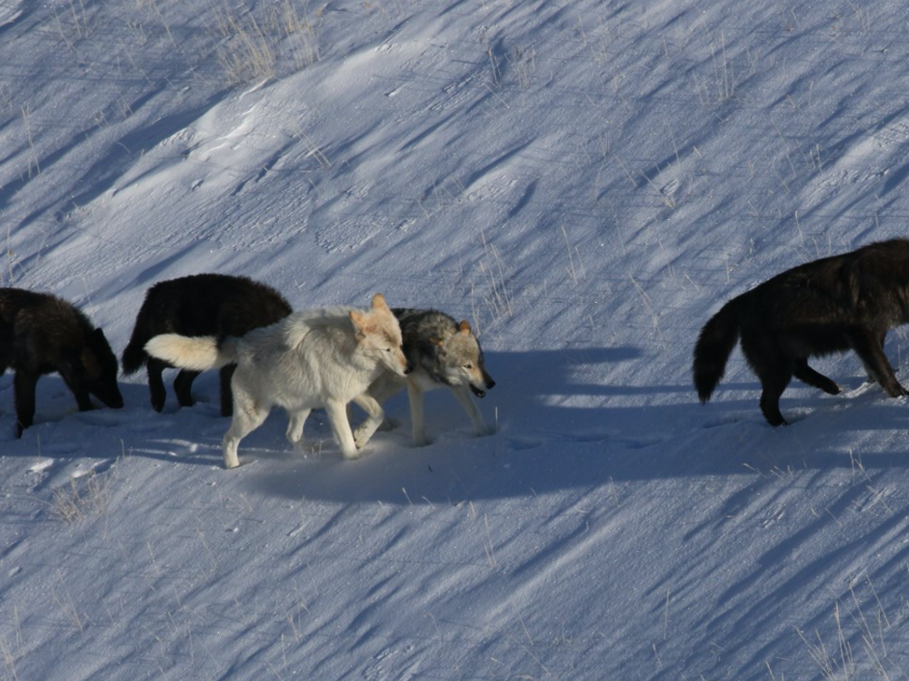 A pack of wolves in Yellowstone National Park are spotted from a wildlife tracking plane