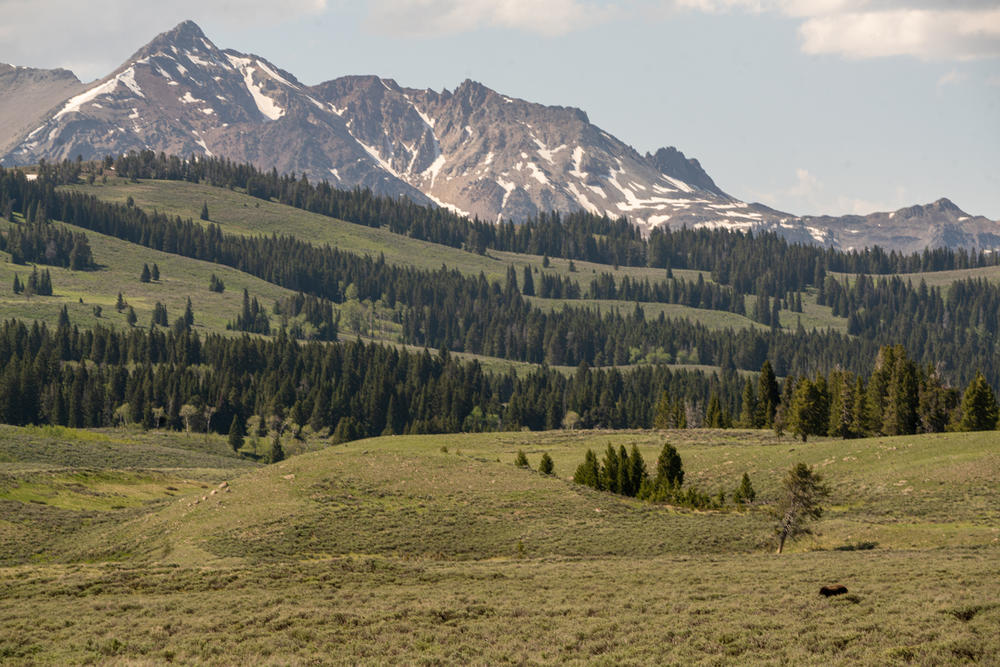 A grizzly bear (bottom right) forages in Yellowstone National Park. Predators like wolves, bears and mountain lions have all recovered in the area after nearing extinction a century ago.