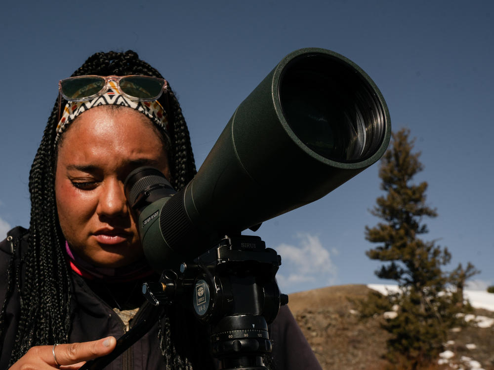 Taylor Bland, a member of the Yellowstone Wolf Project's ground crew, looks for wolves through a spotting scope. It's one of the three ways Yellowstone officials keep tabs on wolf predation.