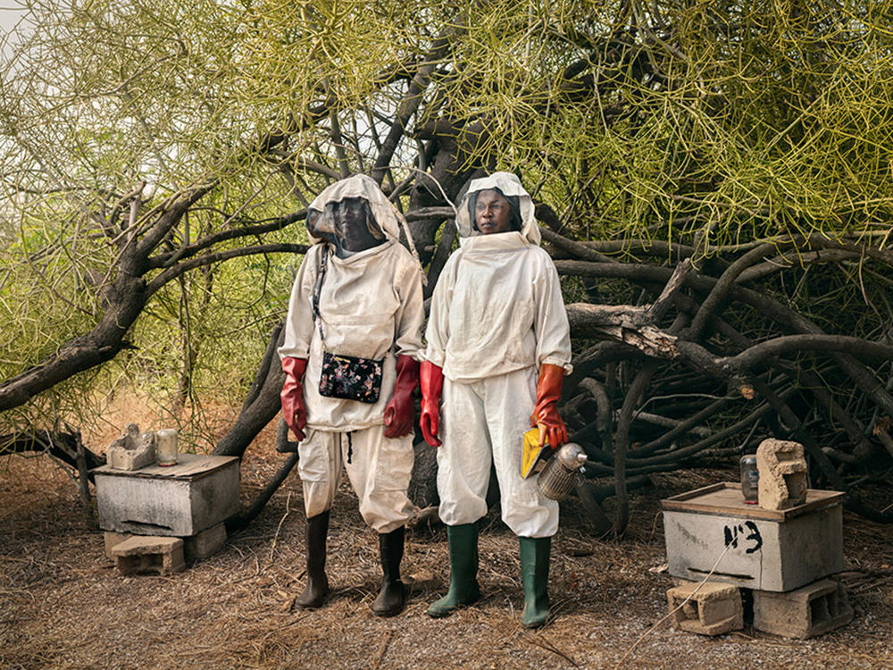 Beekeepers in central Senegal. The bees get their nectar from local mangrove flowers. The honey will be sold at the village market.