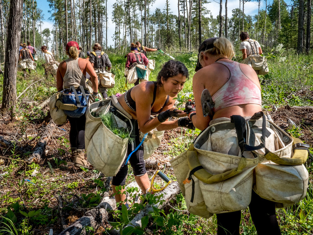 Tree planters stop to sample some wild berries during a long walk out to their crew vehicles.