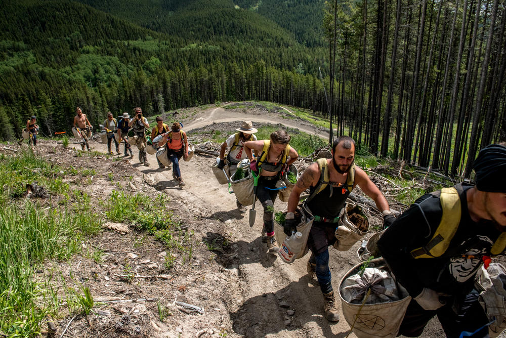 Tree planters walk into a cut block with no road access, carrying food, water and a full load of trees to be planted. Unpaid walk-ins of up to an hour are not uncommon in remote areas.