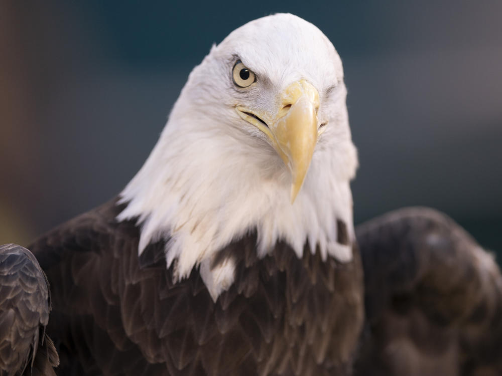 This Jan. 5, 2020, photo shows a bald eagle in Philadelphia.