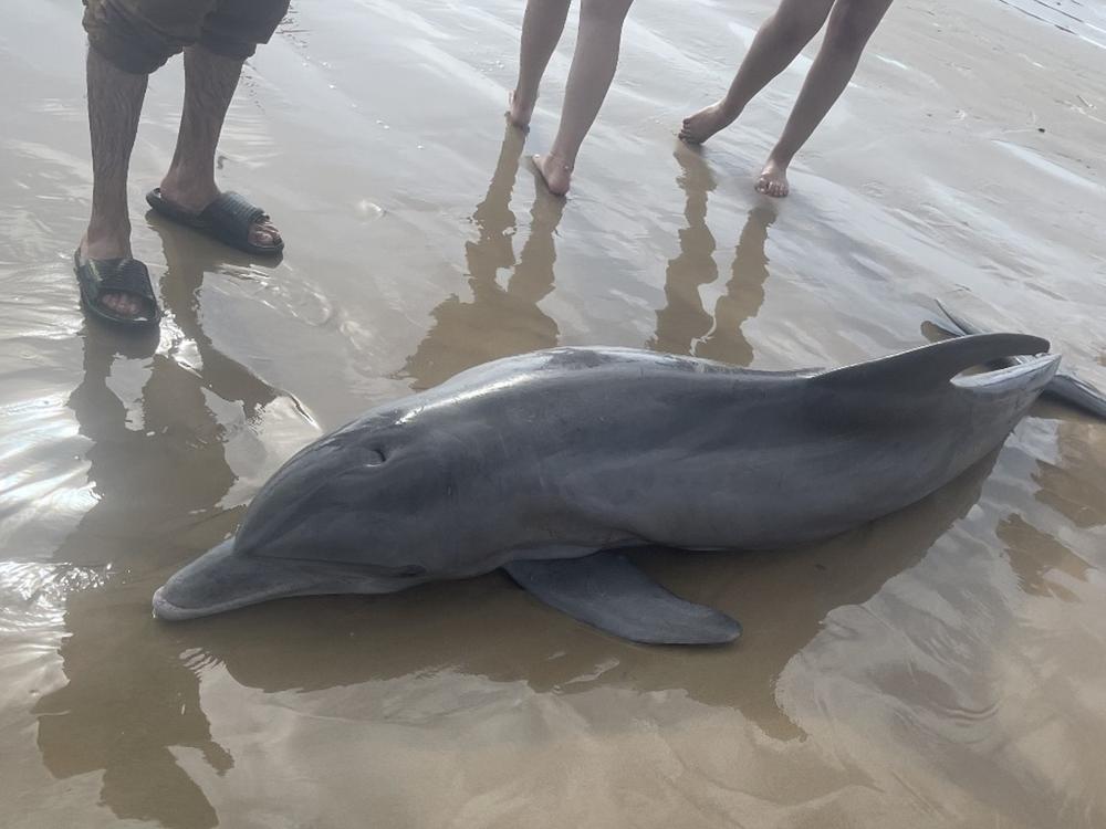 A dolphin stranded on Quintana Beach in Texas died after being harassed by beachgoers.