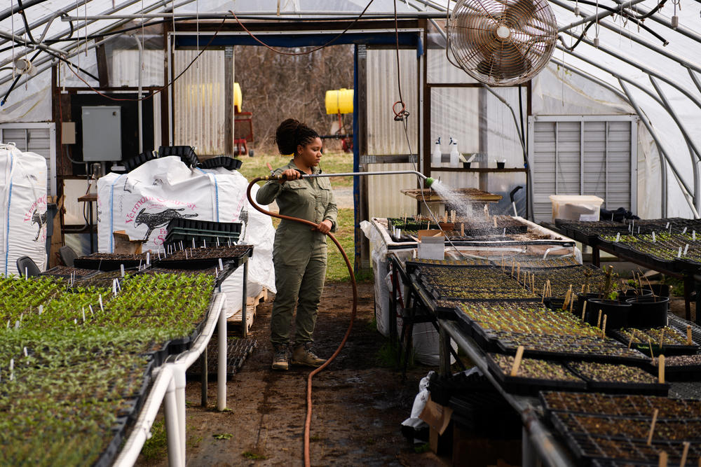 Mitchell waters seedlings and other trays that have yet to sprout in the greenhouse at the Pennsylvania incubator farm.