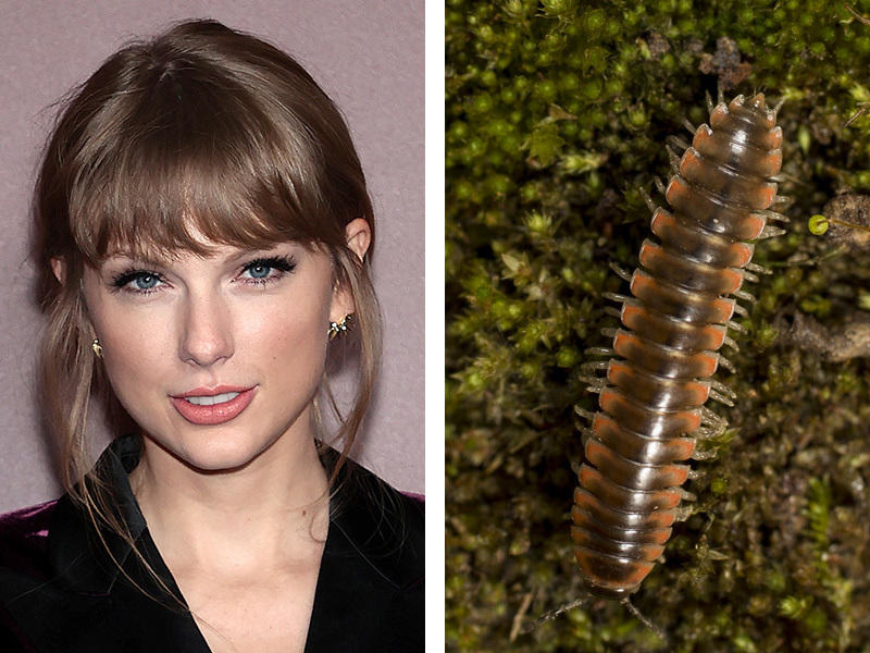 Taylor Swift, pictured in 2021, is the inspiration for the name of the newly described Twisted-Claw Millipede, <em>Nannaria swiftae.</em>