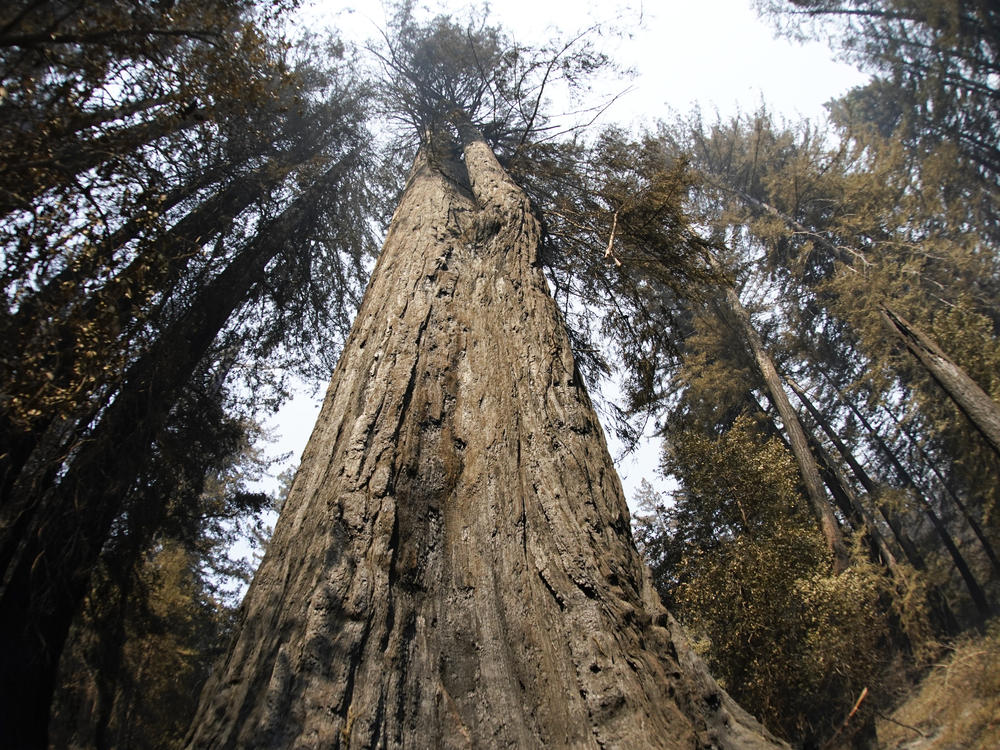 An old-growth redwood tree named 