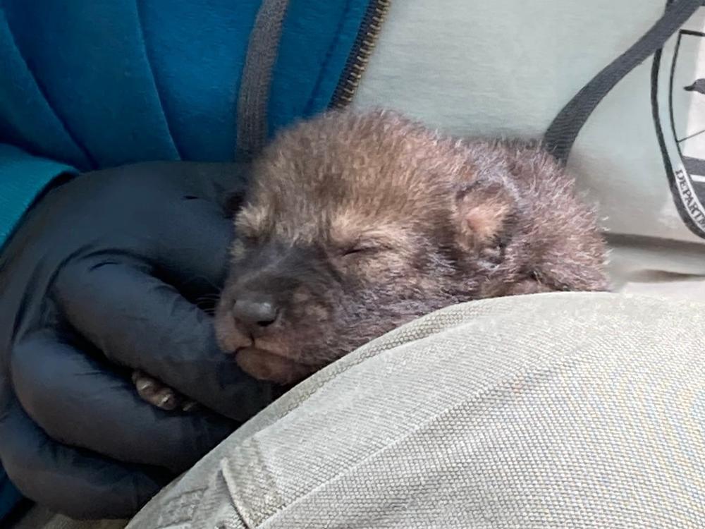 Red wolves have been on the brink of extinction since the 1970s. The new six-pup litter gives conservationists a sense of hope for the future of the species.