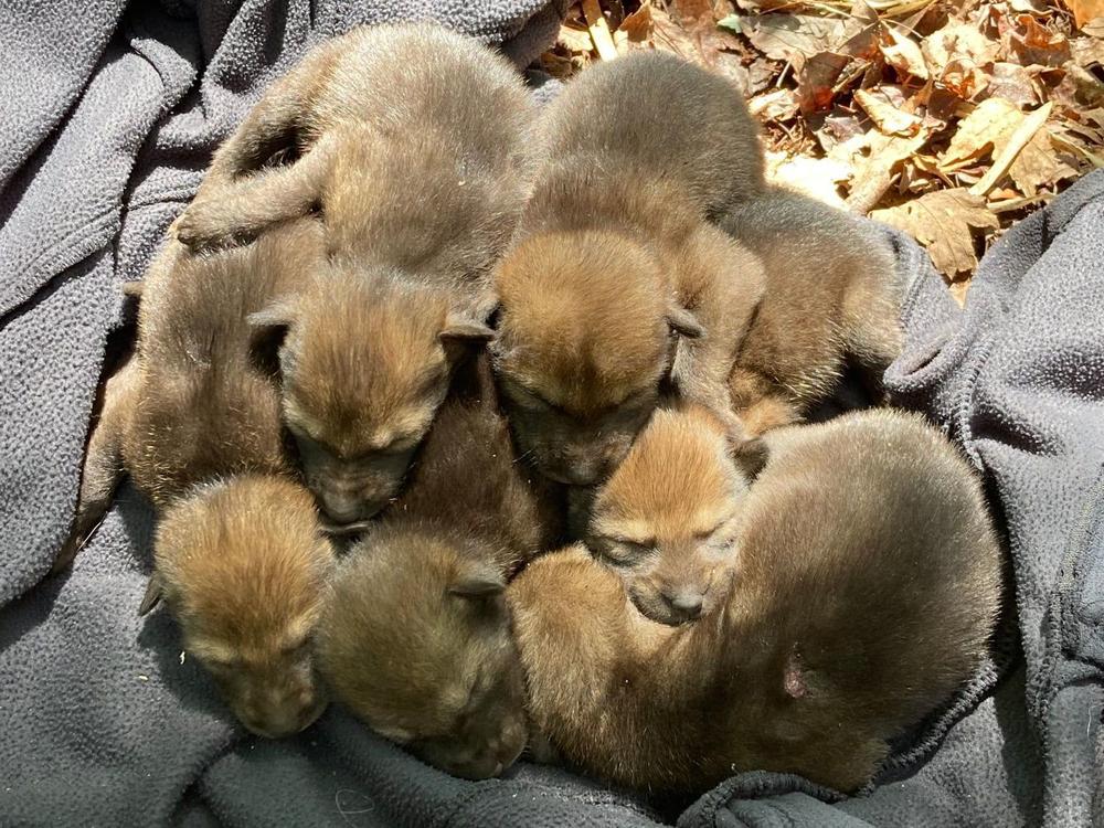 The six pups were the first red wolf litter born in the wild in four years. The last litter, four pups, was born in 2018.