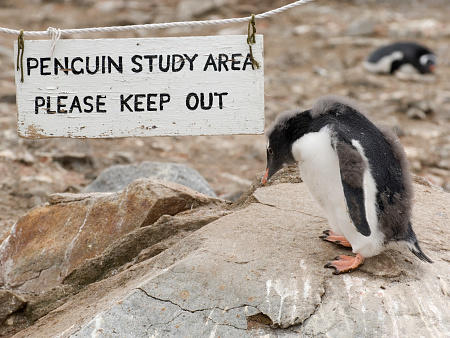 Apply now to work at the British base in Port Lockroy, Antarctica, and young Gentoo penguins like this one could be your Goudier Island neighbors.