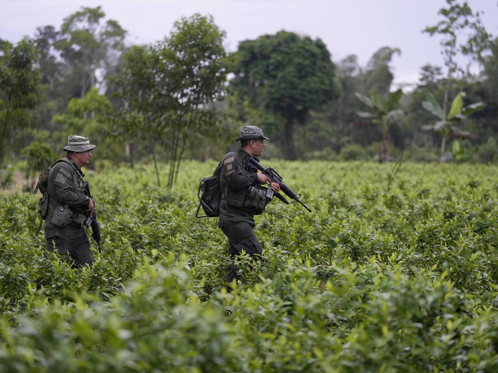 Anti-narcotics police walk through a coca field in La Hormiga, Putumayo, Colombia, on April 9. The country's efforts in the U.S.-led war on drugs have played a key role in Colombia's close relationship with Washington.