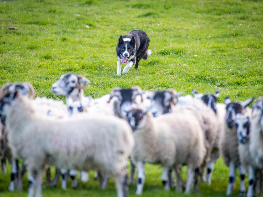 A border collie in Northern England chases after a flock of sheep in order to herd them. A new study found that only about 9% of the variation in an individual dog's behavior can be explained by its breed.