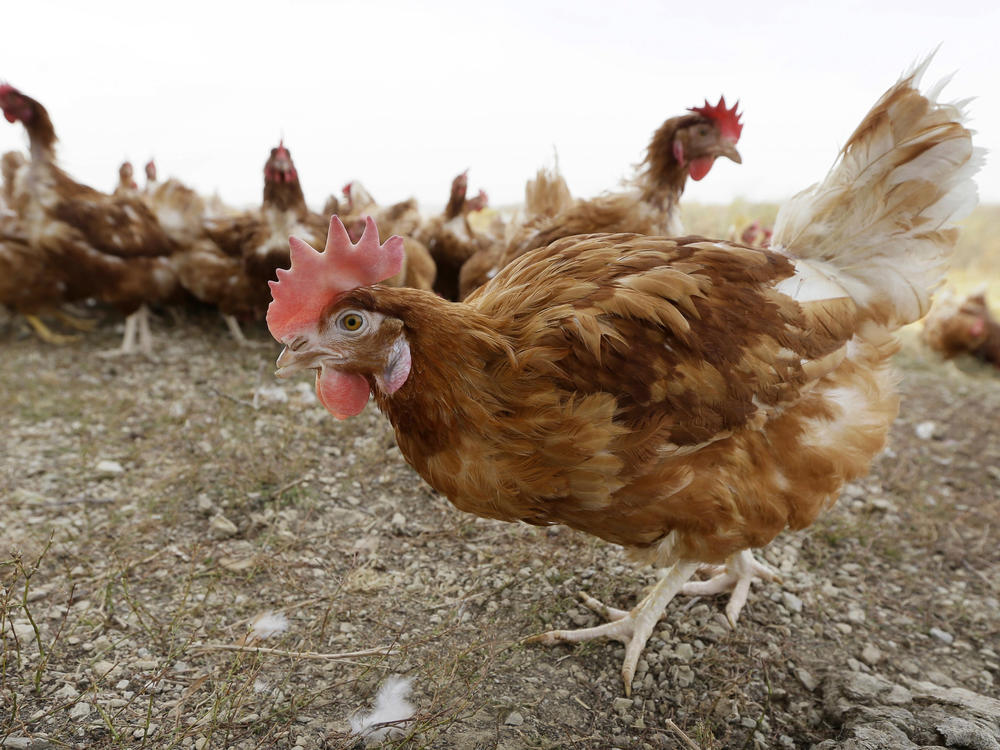 A Colorado inmate involved in the culling of poultry at a farm as part of a pre-release program has the first human case of avian flu in the United States. Here, cage-free chickens walk in a fenced pasture at an organic farm near Waukon, Iowa, in October 2015.