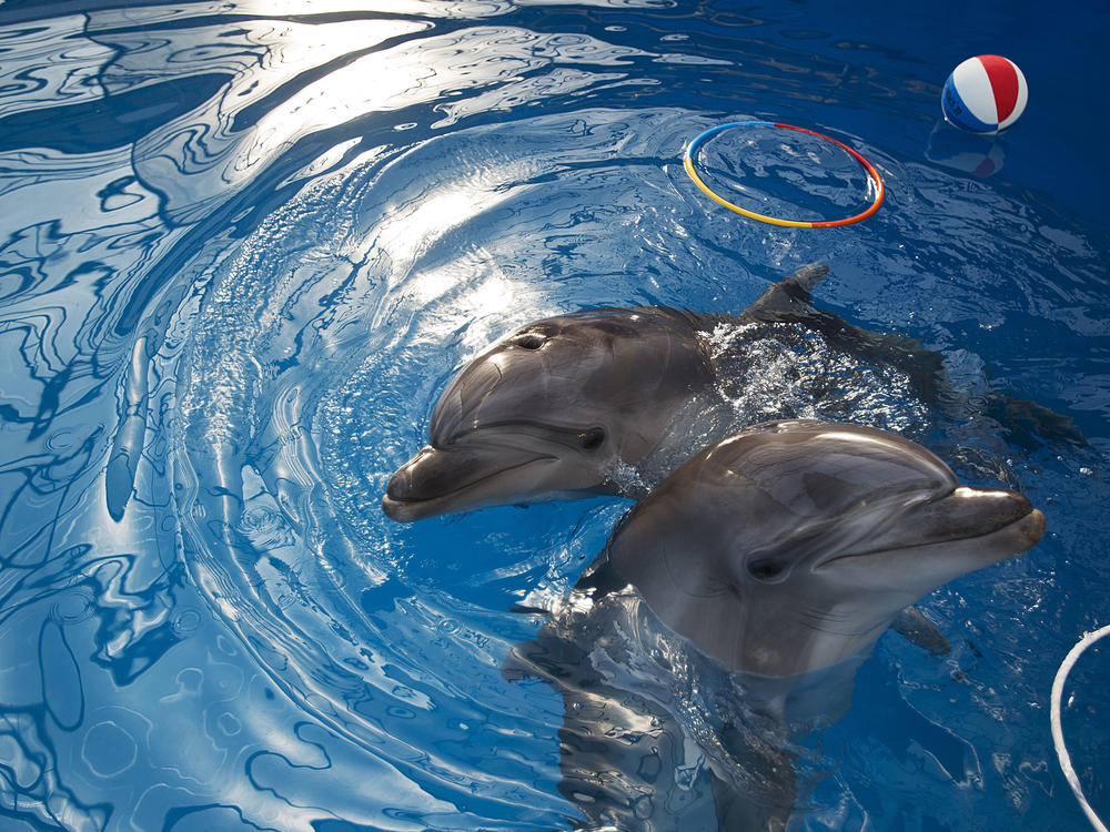 Dolphins play at the Sevastopol State Oceanarium in Crimea on March 30, 2014. After Russia annexed Crimea, its military revived a Soviet-era dolphin-training program.