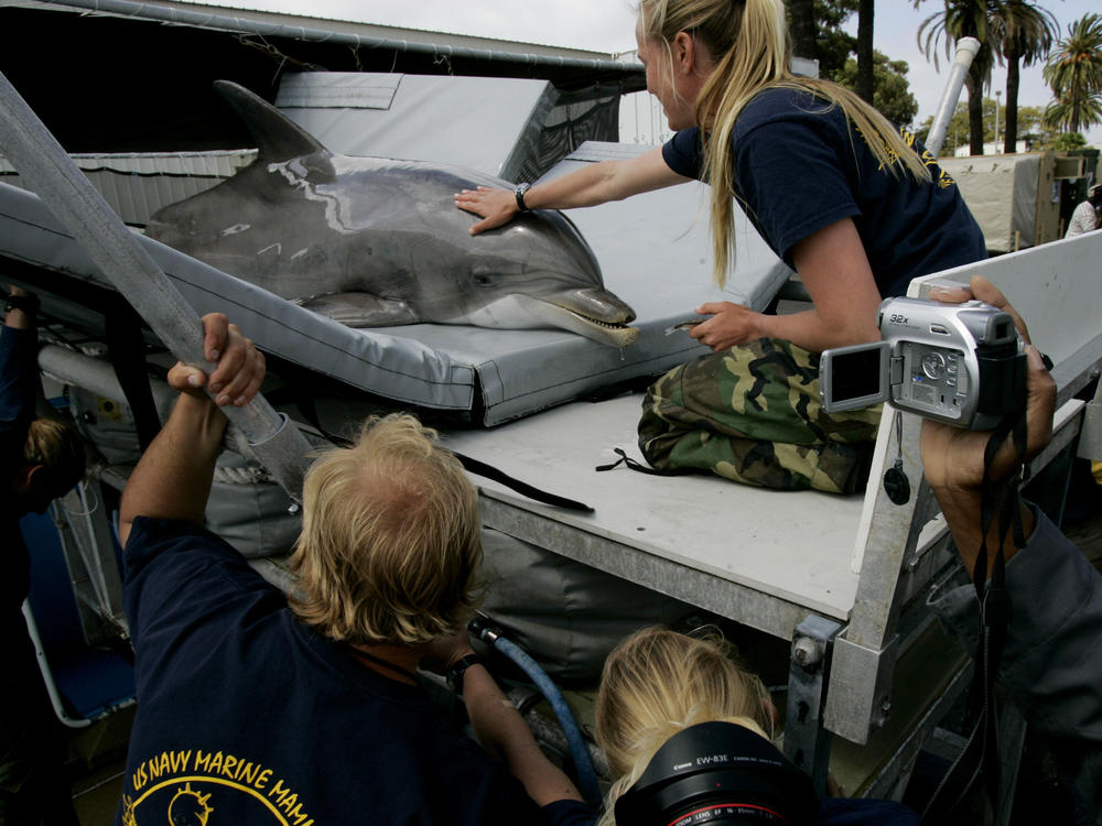 A trainer calms a U.S. Navy dolphin before it is transported to a boat prior to a training exercise at Naval Base Point Loma in San Diego in 2007. The Navy's Marine Mammal Program was declassified in the 1990s.