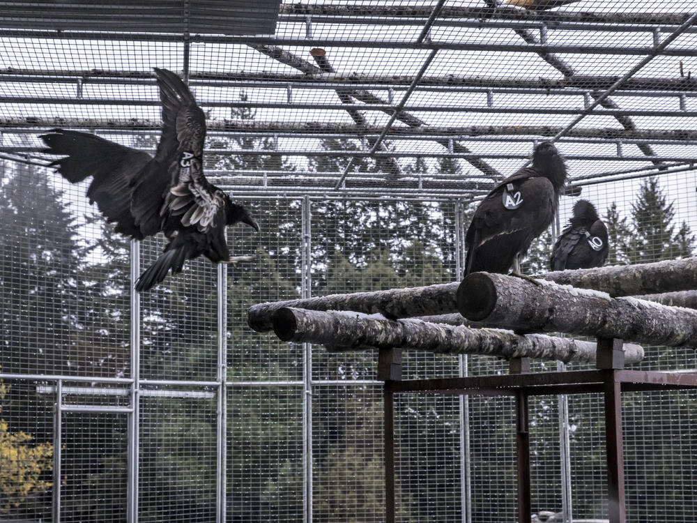 A juvenile California condor flies from a shelf to a branch in the condor reintroduction pen of the Redwood National Park near Orick, Calif., on April 12.