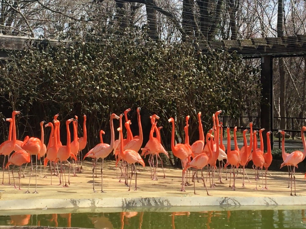 A wild fox killed 25 American flamingos and one Northern pintail duck, announced the Smithsonian's National Zoo and Conservation Biology Institute.