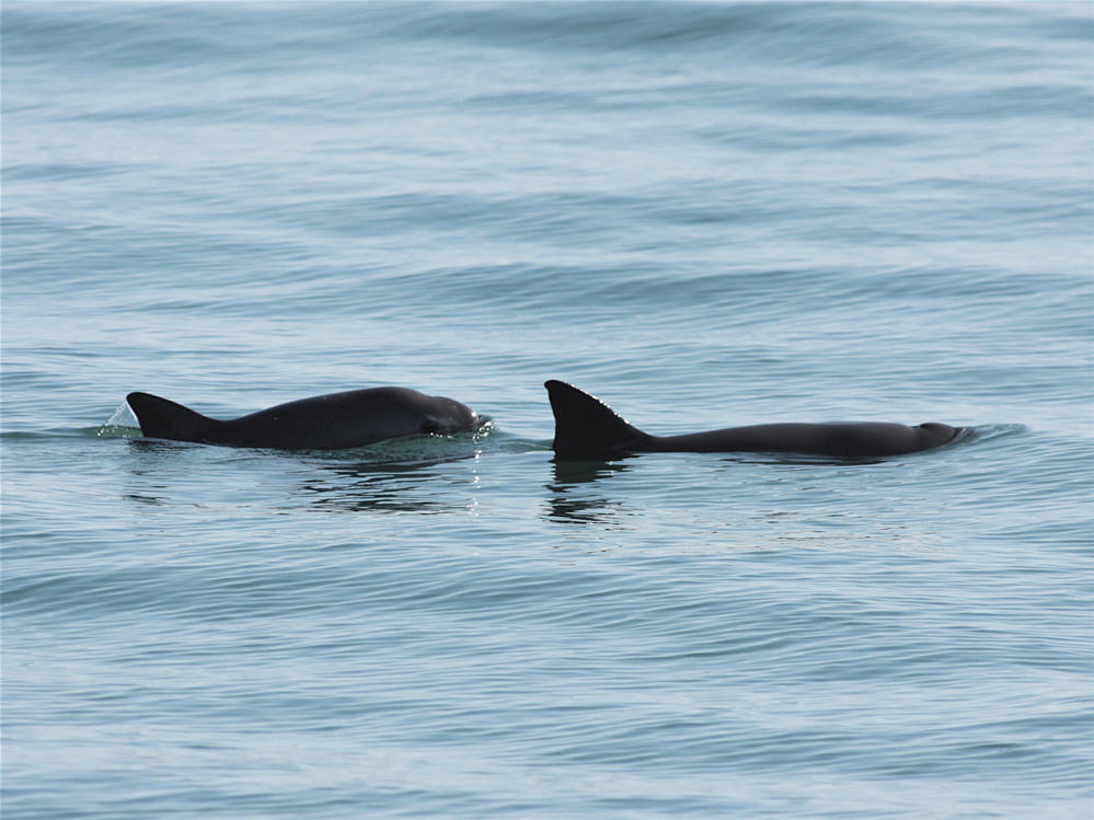 Researchers estimate there are only about 10 vaquita porpoises still living in Mexico's Gulf of California.
