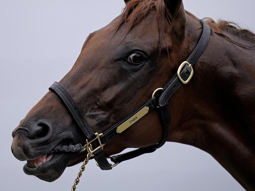 Kentucky Derby entrant Taiba gets a bath after a workout at Churchill Downs on Wednesday.