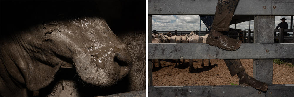 Left: Cattle waiting in a chute to be vaccinated and checked for diseases. Right: Many <em>llaneros</em> prefer working barefoot. They say they're used to it and that the calluses on their feet protect them.