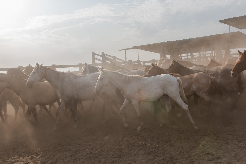 These are the horses the <em>llaneros</em> use to go round up the cattle.