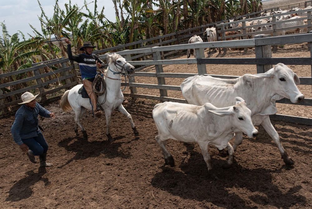 <em>Llaneros</em> drive cattle at a corral in Casanare, Colombia.