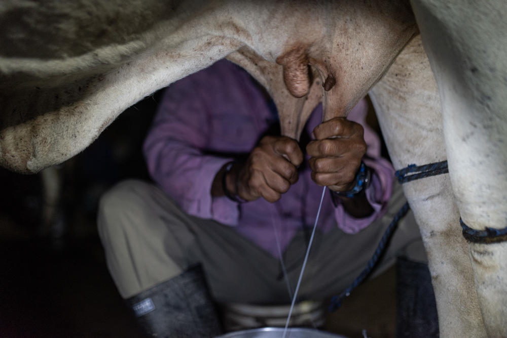 <em>Llaneros</em> often sing as they milk the cows to relax the animals so they give more milk.