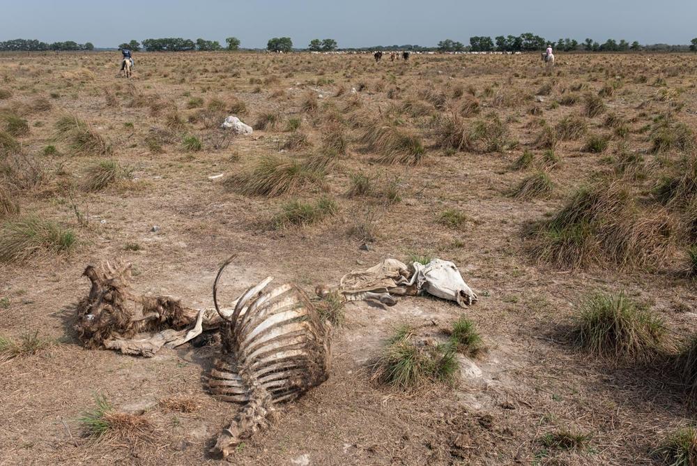 Cattle sometimes die from snakebite, leaving their carcasses in the hot sun.
