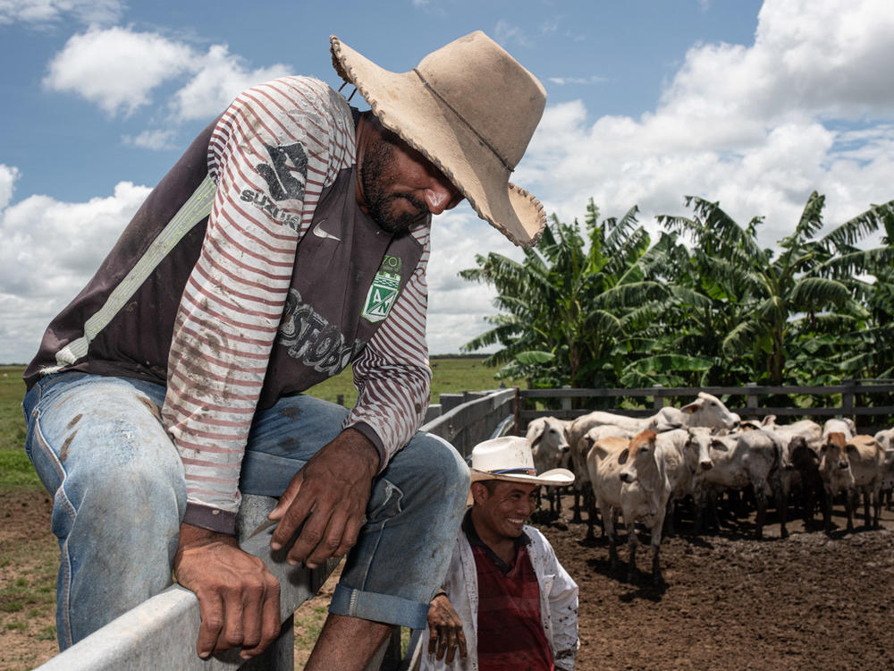 Colombian cowboys are known as <em>llaneros</em>, Spanish for plainsmen.