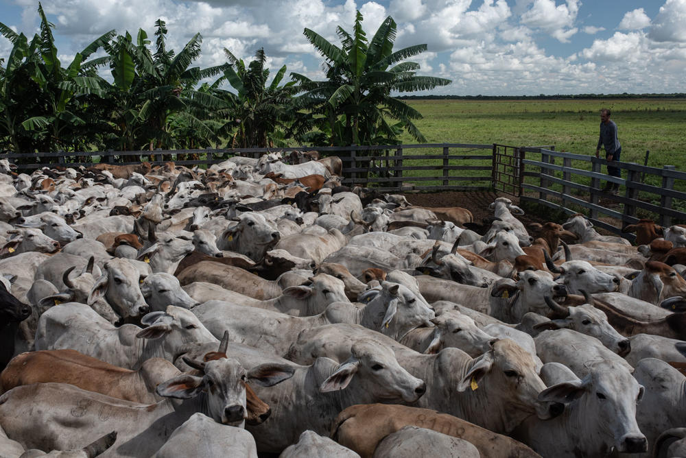 Cows are in a corral at a ranch in Casanare, Colombia, waiting to be artificially inseminated.
