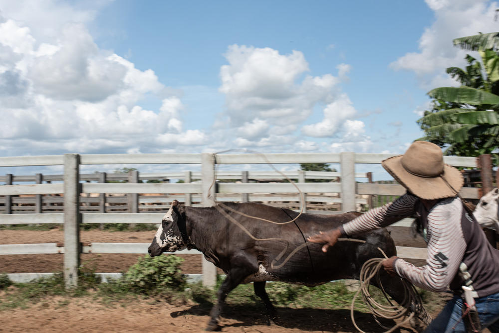 A <em>llanero</em> lassos a cow.